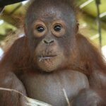 Ceria, bayi orangutan baru di baby school
