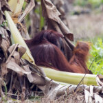 Mata, Orangutan yang Migrasi ke Kampung Transmigran