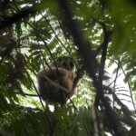 Tujuh Bulan Dilepasliar, Malabar Gendong Anak di Alam