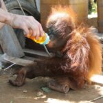 Jack, Ledi dan Puyol: 3 bayi orangutan penghuni baru Pusat Rehabilitasi IAR di Ketapang
