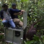 Pelepasliaran Orangutan dan Resolusi Konflik Tenurial di Taman Nasional Bukit Baka Bukit Raya, Kalimantan Barat