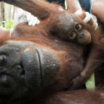 Kisah penyelamatan Mama Nam, Orangutan yang Kehilangan Habitatnya
