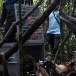 YIARI Ketapang Lepasliarkan Tiga Orangutan