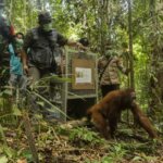 Pelepasliaran Orangutan di Pekan Peduli Orangutan
