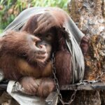 Dua Individu Orangutan yang Kembali Diselamatkan