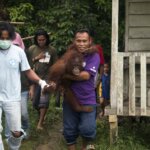 YIARI dan BKSDA Menyelamatkan Orangutan Korban Perdaganganan