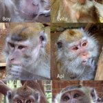 13 ekor Monyet Ekor Panjang Menikmati Kebebasan Hidup di Alam