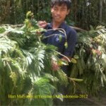 Kaliandra Untuk Monyet Ekor Panjang