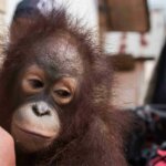 IAR Indonesia dan BKSDA Selamatkan Dua Orangutan