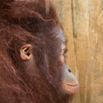 Orangutan Teka Dan Onte Di Selamatkan YIARI Dan BKSDA