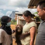 IAR endonesa dan BKSDA Selamatkan duak Orangutan