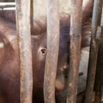 Dianggap Biasa, Banyak Warga Pelihara Orang Utan