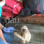 Wah! Di Pasar Palapa, Ada Jasa Pemotongan Satwa Langka
