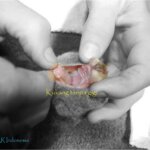 Kesempatan yang kecil bagi kukang tak bergigi