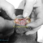 Kesempatan yang kecil bagi kukang tak bergigi