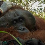 Orangutan Lulup Ditranslokasi Ke TNGP