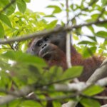 IAR-BKSDA Kerjasama Translokasi Orangutan di Riam Berasap Dari Lokasi Warga