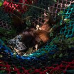 IAR TRANSLOKASI ORANGUTAN DEWASA