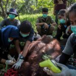 Apapun Alasannya, Hidup Satwa Liar Memang di Alam Bebas