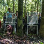 YIARI dan BKSDA Kalbar Lepasliarkan Orangutan di Gunung Tarak
