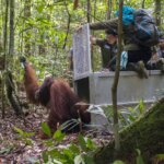 YIARI dan BKSDA Kalbar Lepaskan Satu Orangutan Liar di Hutan Lindung Gunung Tarak