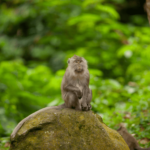 Bijak Berwisata dan Berinteraksi dengan Monyet Ekor Panjang (Macaca fascicularis)