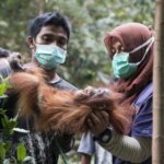 YIARI Ketapang Rawat si Cantik