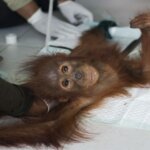Orangutan Berusia 3 Tahun Ditemukan di Bekas Hutan yang Terbakar