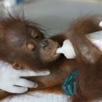 Orangutan Ini Terkulai Lemas di Lahan Sisa Pembakaran