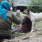Penyelamatan Orangutan di Desa Lubuk Batu