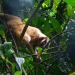 SUASANA “MISTIS” SAAT MONITORING KUKANG JAWA DI LERENG GUNUNG SALAK-TNGHS