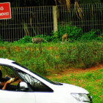 Membangun Pandangan Masyarakat tentang Berbagi Ruang Antara Manusia-Satwa