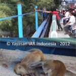 Press Release: Memberi Makan Monyet Ekor Panjang = “Membunuh” Monyet Secara Perlahan