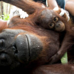 Boy dan Mama Nam, Cerita Haru Individu Orangutan yang Berhasil Diselamatkan