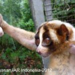 Update "Mawar" Setelah Diamputasi Tangannya