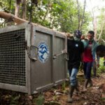 Momen Pelepasliaran Orang Utan dan Kukang di Hutan Gunung Tarak