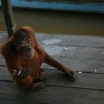 Akhirnya Mely bebas dari ikatan rantai selama 12 tahun