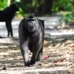 Mengenal Yaki, si Monyet Hitam Endemik Sulawesi