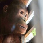 Infant Orangutan Rescued From Cage 'the Size of a Cupboard'