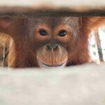 Foto-foto Orangutan dan Kukang yang Diamankan BKSDA Kalbar