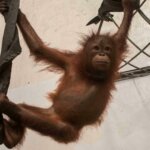 Tiga Orangutan Diselamatkan oleh Badan Konservasi Hewan di Indonesia