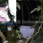 Yeeeaaahhh! Akhirnya Muria Resmi Menjadi Kukang Liar