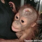 Bayi Orangutan "Rickina" Dengan Luka Parang Dikepalanya.