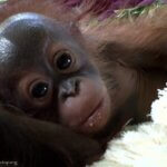 Gunung, orangutan yang mandiri