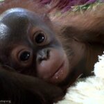 Gunung, orangutan yang mandiri