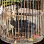Kukang, Primata Unik yang terbelenggu