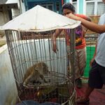 Cheetah, Kucing atau Monyet????