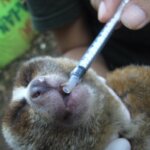 Tim dari Yayasan IAR Indonesia membantu di PPS Lampung