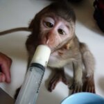Dora, monyet cilik pendatang baru di Ciapus