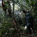 Aktivitas Ruti Di Sekolah Orangutan